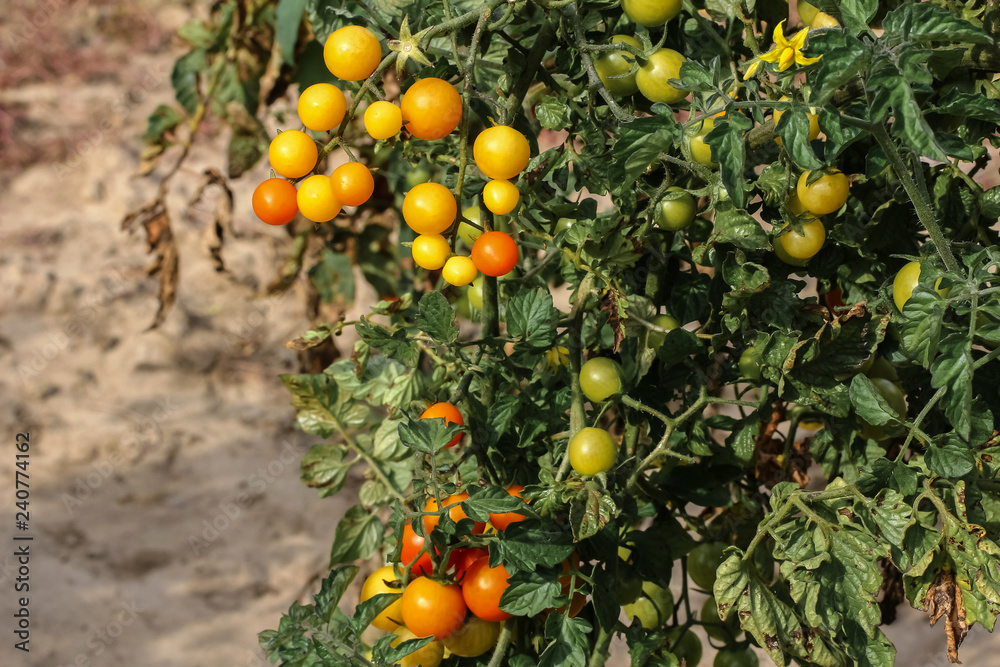 Gelbe und rote Tomaten am Stock, Solanum lycopersicum