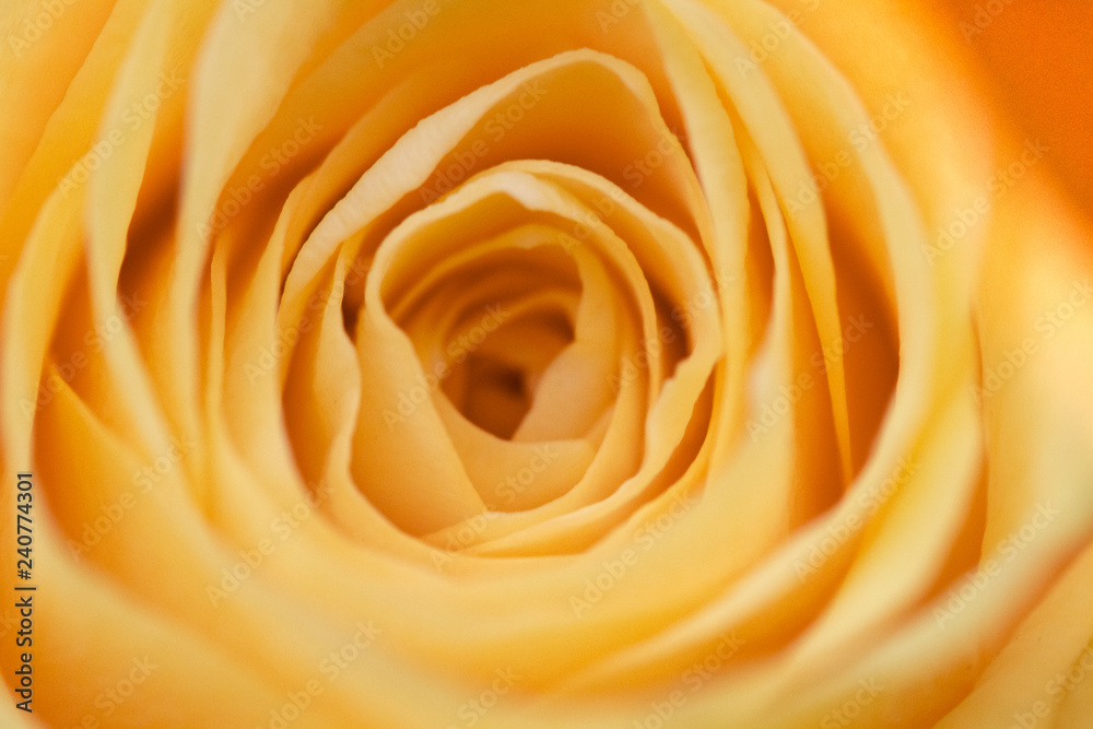 Macro Rose Flower Inside