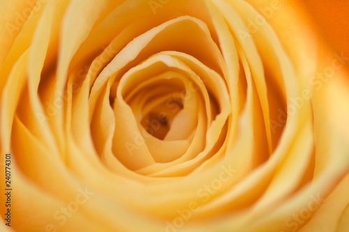 Macro Rose Flower Inside