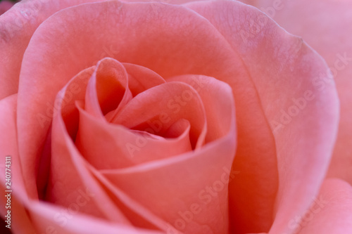 Macro Rose Flower