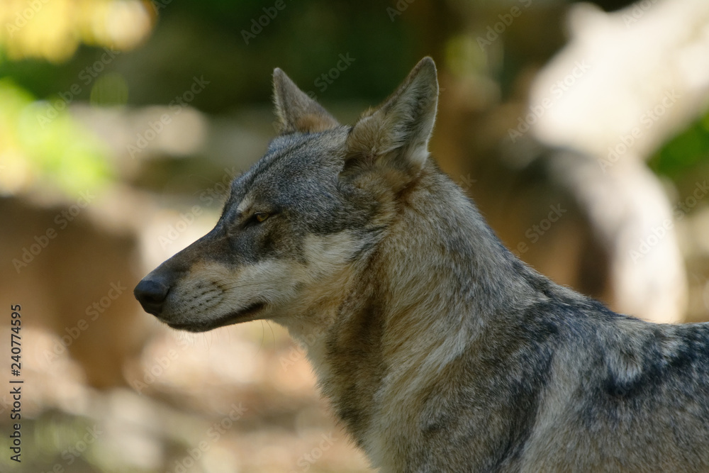 Fototapeta premium Loup 3