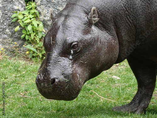 Pygmy hippopotamus  Choeropsis liberiensis 
