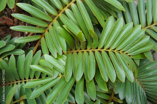 Zamia furfuracea or cardboard palm green leaves background photo