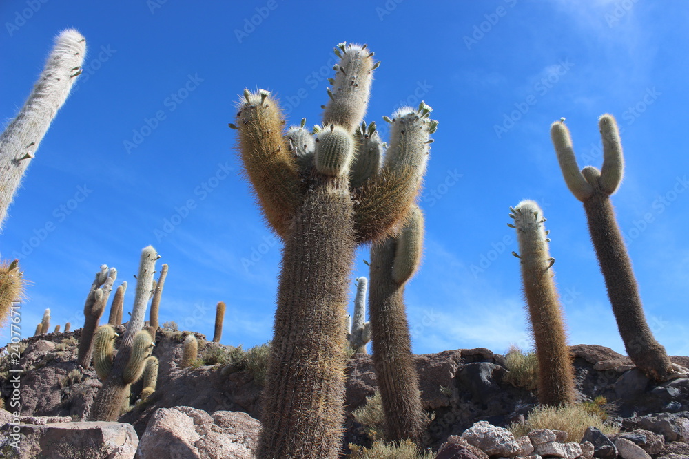 cactus in salar de uyuni