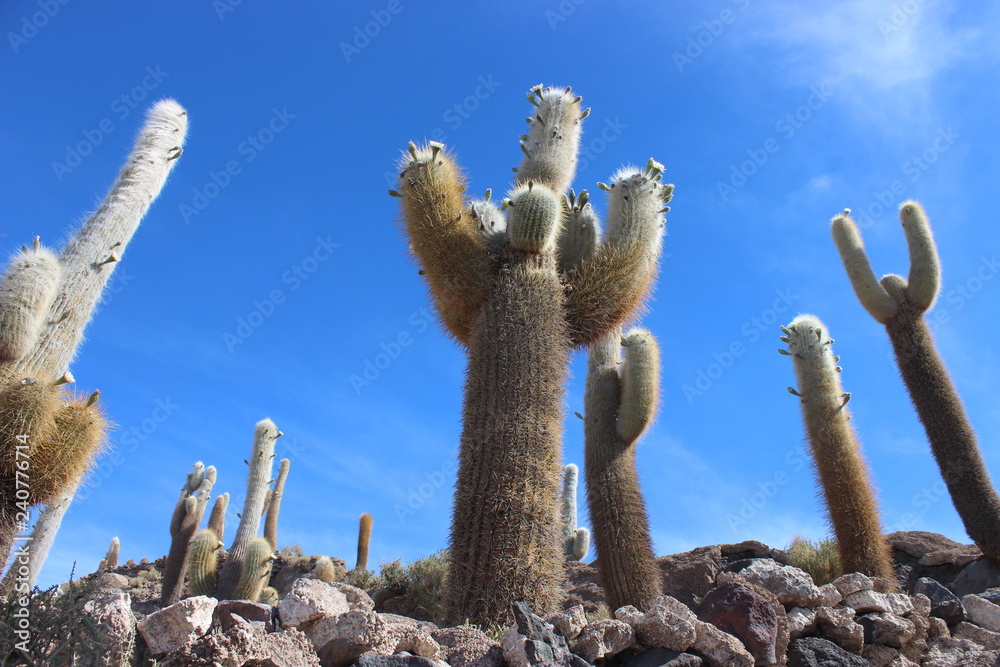 cactus in salar de uyuni