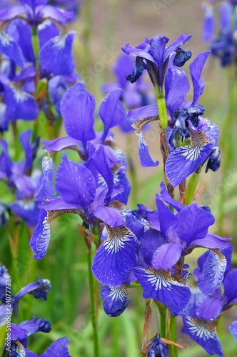 Fototapeta Naklejka Na Ścianę i Meble -  Iris sibirica many blue flowers vertical