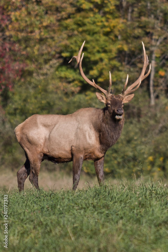 Bull elk     Photographed in Elk State Forest  Elk County  Benezette  Pennsylvania