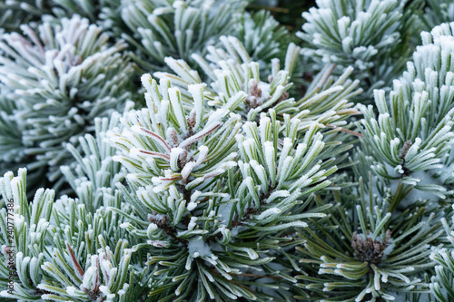 Winter frost on pine tree