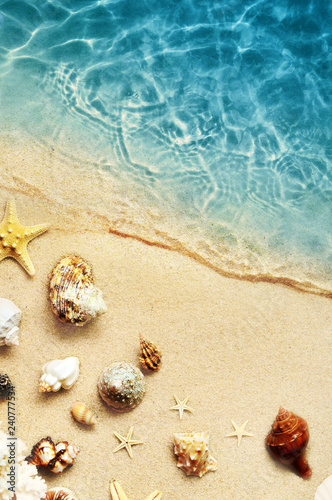Fototapeta Naklejka Na Ścianę i Meble -  Seashell on the summer beach in sea water. Summer background. Summer time.
