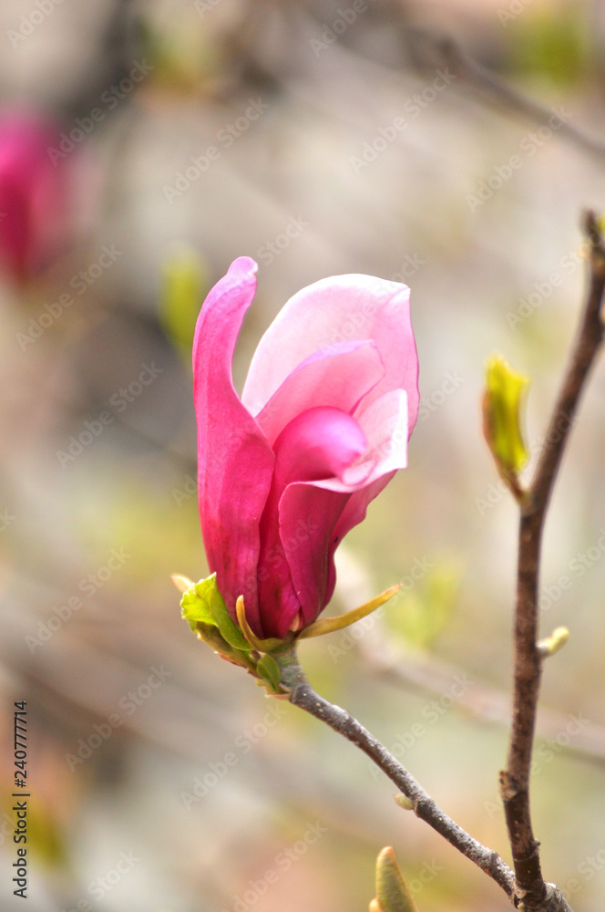Beautiful pink spring flower of magnolia on a tree branch. Beautiful pink spring flower of magnolia on a tree branch.