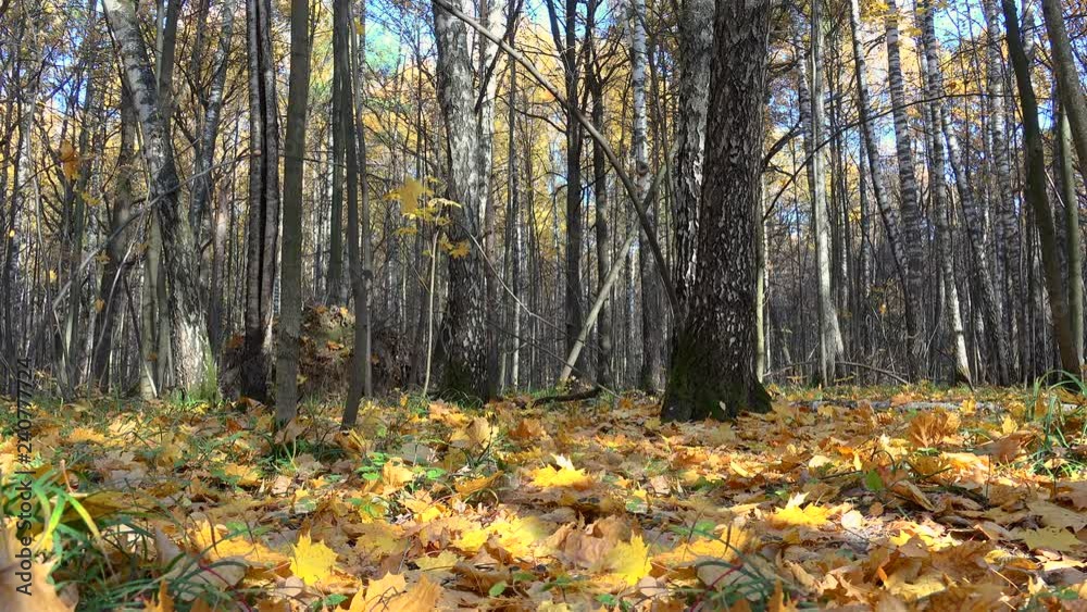 Autumn maple leaf fall in a mixed forest Autumn maple leaf fall in a mixed forest