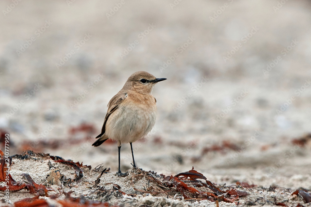 Isabelline wheatear (Oenanthe isabellina) Isabelline wheatear (Oenanthe isabellina)