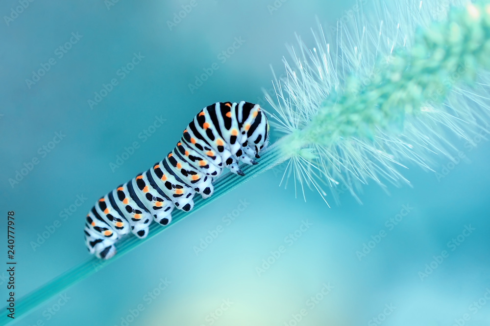 Monarch butterfly from caterpillar - obrazy, fototapety, plakaty 
