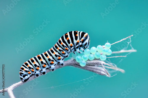 Monarch butterfly from caterpillar and eggs © blackdiamond67