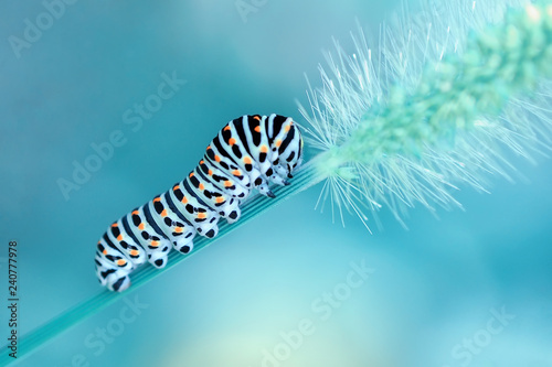 Monarch butterfly from caterpillar