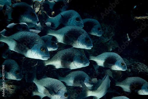 Fototapeta Naklejka Na Ścianę i Meble -  Tropical fish on Coral Reed