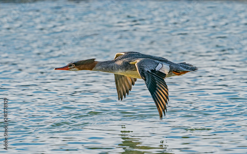 Merganser Surface Skimming - A common merganser duck flies along a river and skims the surface with wings down. Chilkat River, Haines, Alaska.  photo