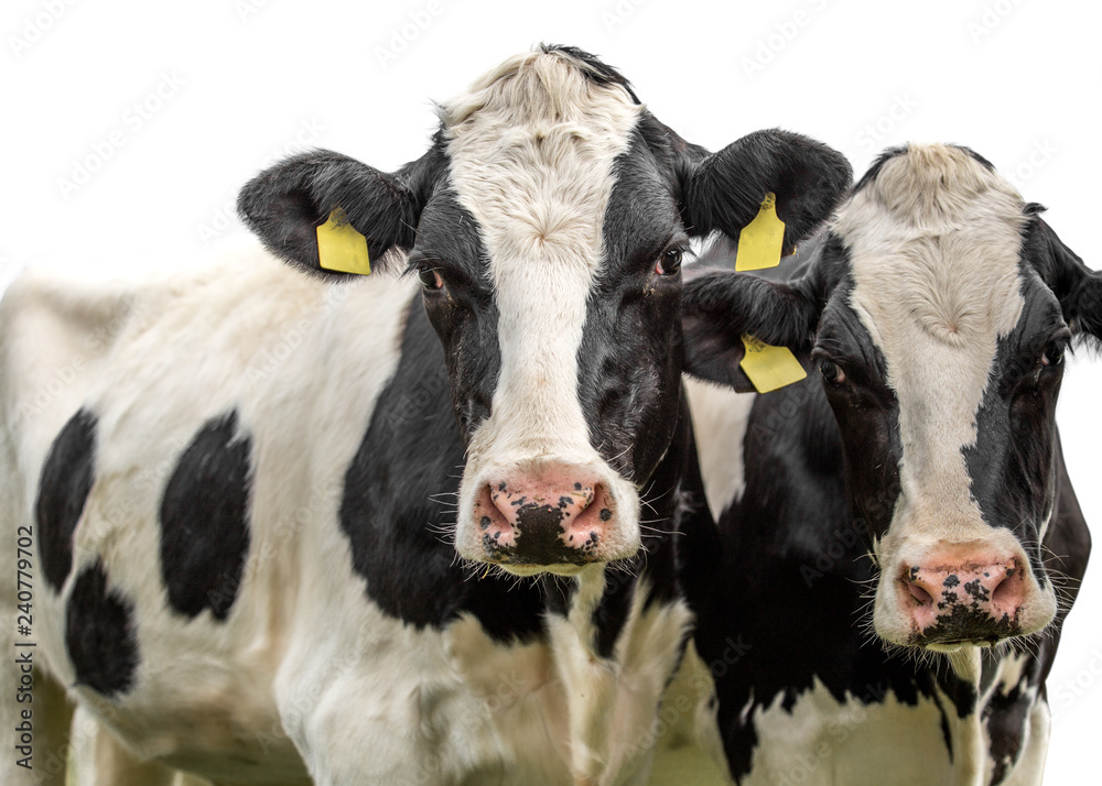 Two cows isolated on a white background