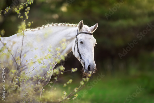 Fototapeta Naklejka Na Ścianę i Meble -  White horse portrait on spring landscape
