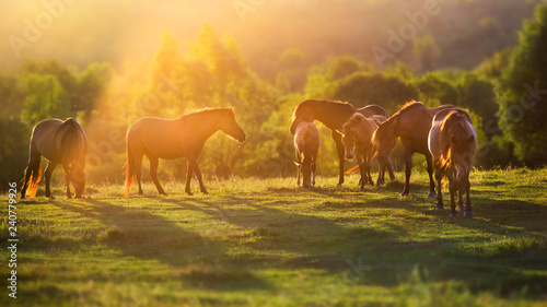 Horse herd in motion at sunset light on summer pasture