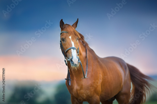 Fototapeta Naklejka Na Ścianę i Meble -  Red horse portrait in bridle against dramatic rain sky