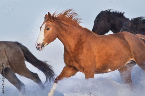 Horse herd run free in snow