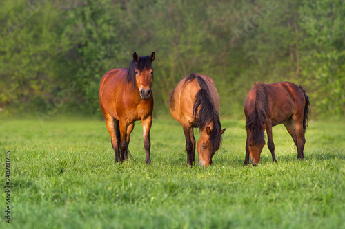 Horse herd rest and grazing on spring meadow © callipso88