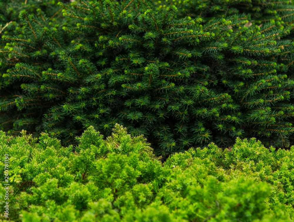 Natural green coniferous background