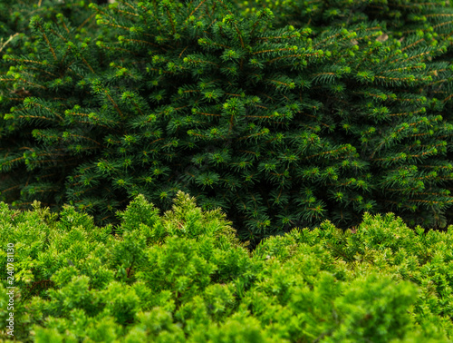 Natural green coniferous background