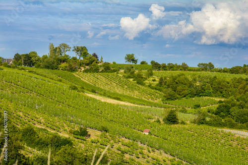 Fototapeta Naklejka Na Ścianę i Meble -  Vineyards in the summer in the suburbs of Vienna. Austria