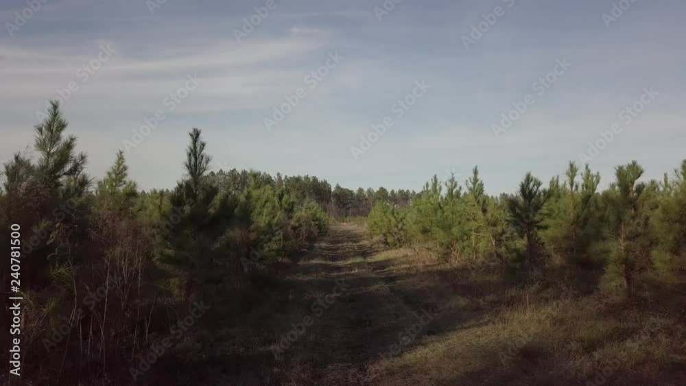 pine tree survey looking for damage brought on by hurricane michael pine tree survey looking for damage brought on by hurricane michael