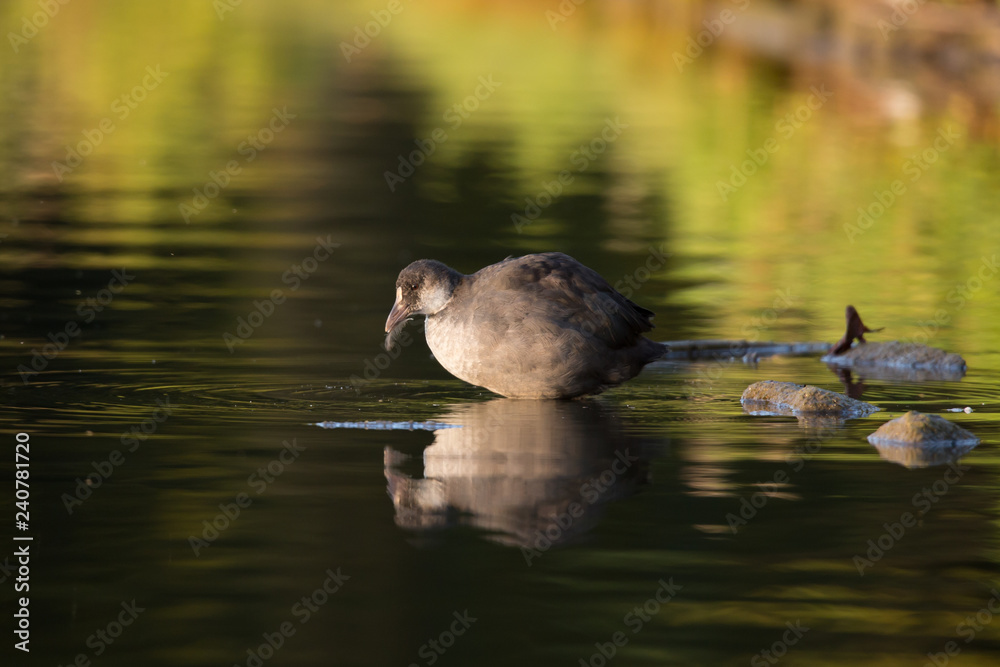 Fototapeta premium Blesshuhn