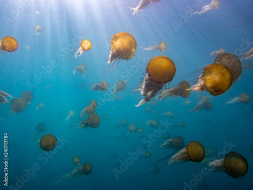 A swarm of Sea Nettles 