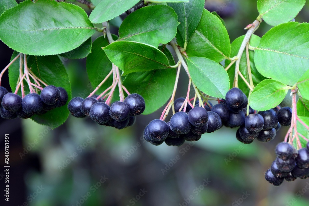Branch with chokeberry in the garden close-up. Branch with chokeberry in the garden close-up.