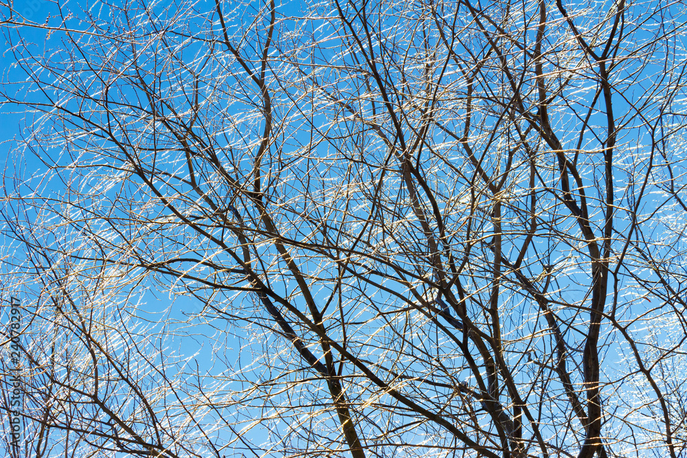 Tree branches in the ice against the blue sky as a blur texture Tree branches in the ice against the blue sky as a blur texture