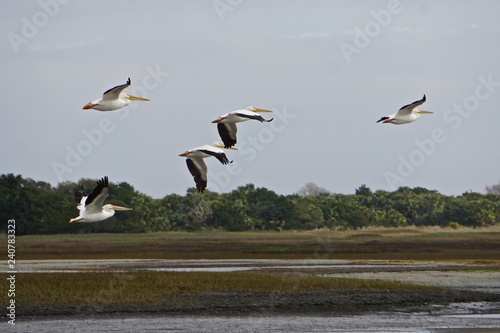A flock of American white pelicans (Pelecanus erythrorhynchos) flying along the coast of Cumberland Island, Georgia, USA. © Linda Harms
