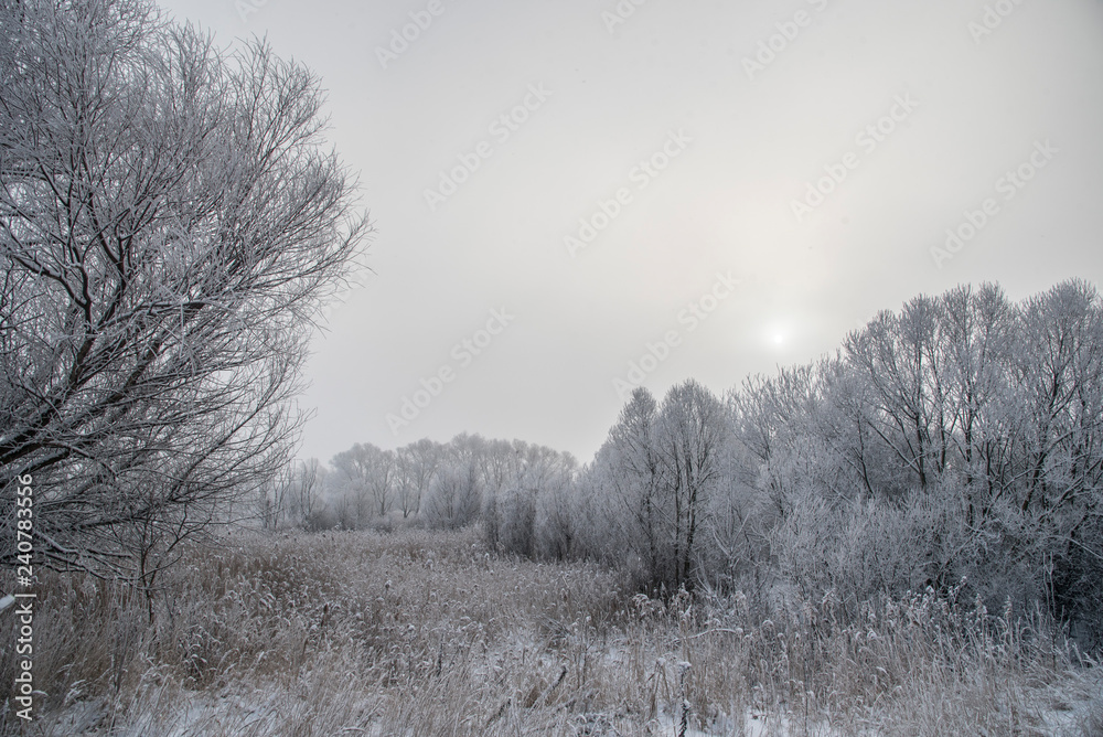 The sun shines through the branches in the fog. The sun shines through the branches in the fog.