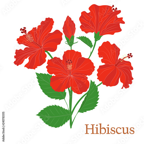 Hibiscus tea. Illustration of a plant in a vector with flowers for use in the cooking of medicinal herbal tea. Without outlines.