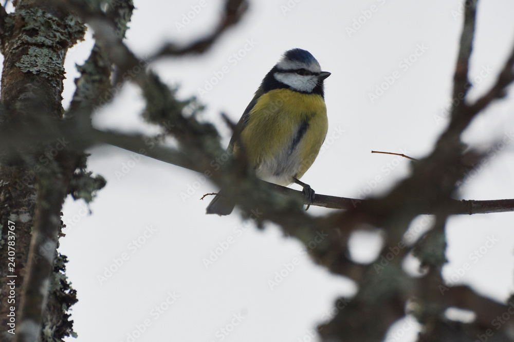 Fototapeta premium Eurasian blue tit looking right