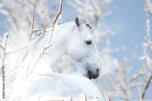 White horse stay on the winter background