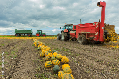 Farmer harvest pumpkins with harvester. photo