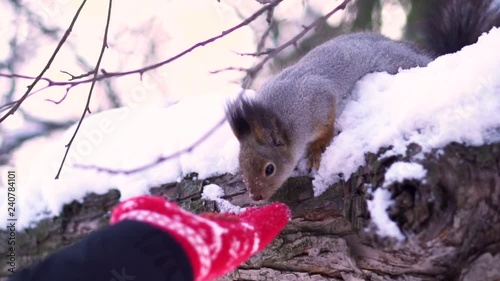 Close up for gray squirrel taking nut carefully from human hand on a snowy tree branch in winter. Squirrel sitting on a snowy tree branch and eating peanut from hand in red mitten in winter park.