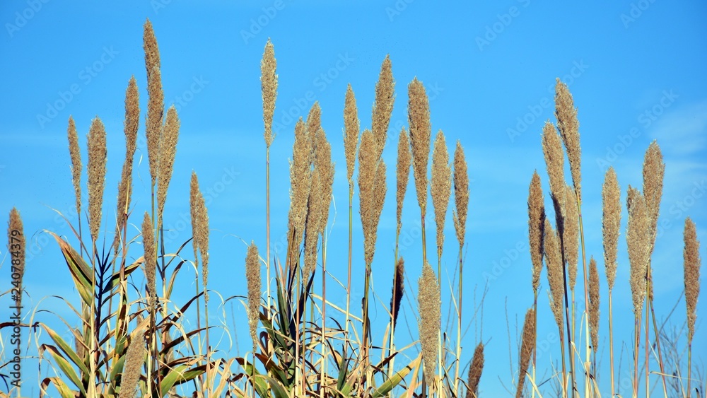 Fototapeta premium Espigas de caña, Arundo donax