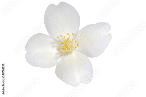 Fototapeta Naklejka Na Ścianę i Meble -  Jasmine flower isolated on white background