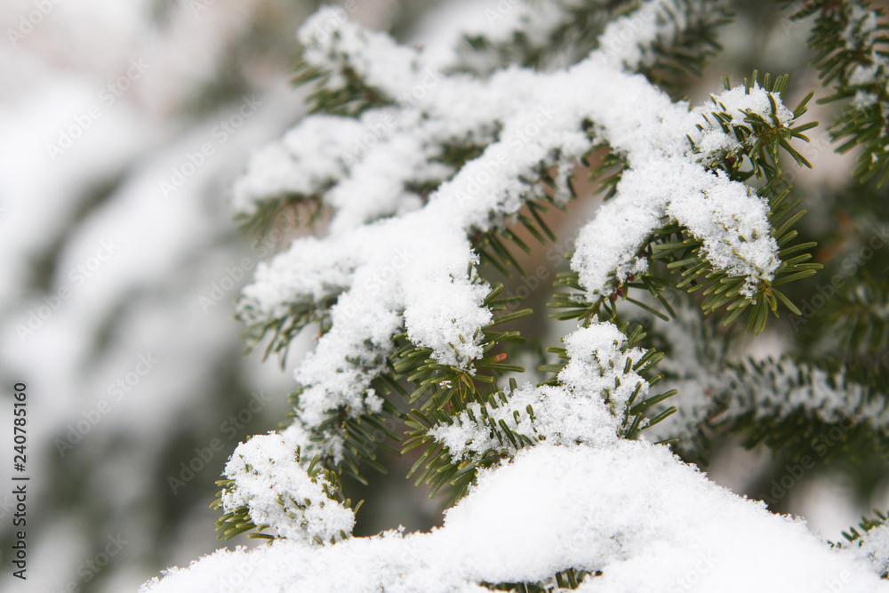 Beautiful view of white snow hanging on pine branch.