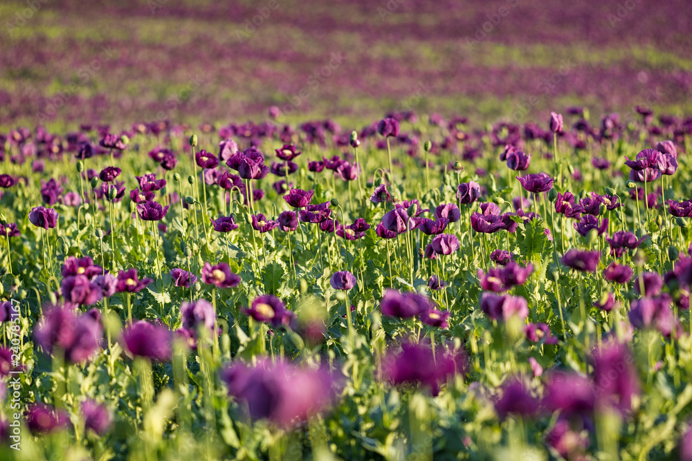 Purple opium poppy in the bloom on the field in the spring, Papaver somniferum Purple opium poppy in the bloom on the field in the spring, Papaver somniferum