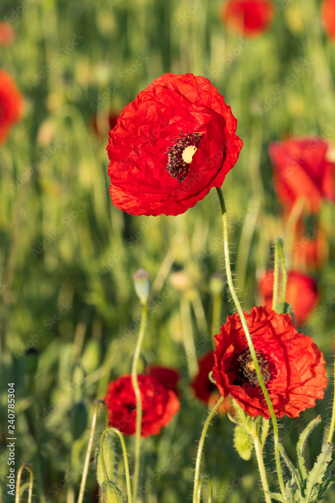 Obraz premium Red opium poppy in the bloom on the field in the spring, Papaver somniferum, Czech Republic