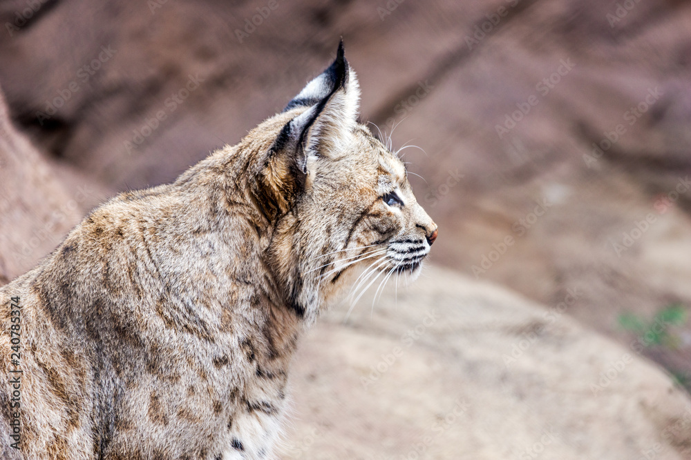 Obraz premium Bobcat