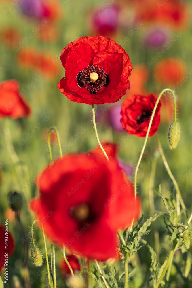 Obraz premium Mak siewny czerwony w rozkwicie na polu wiosną, Papaver somniferum, Czechy