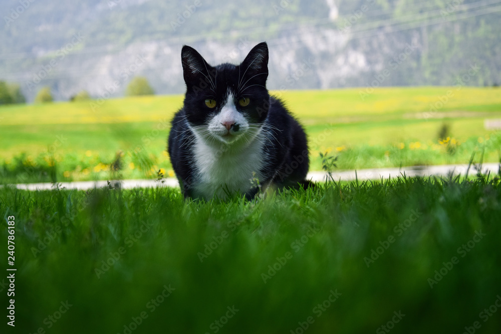 Last View of a Mouse